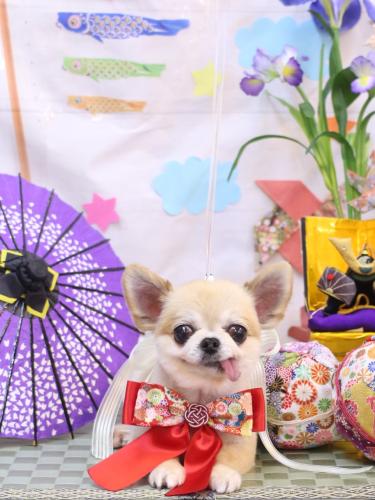 20240503ｍomoちゃん